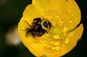 Synaema_globosum_D4948_Z_90_Les Gris_Frankrijk